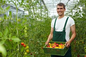 alt: rolnik dźwigający skrzynkę pomidorów